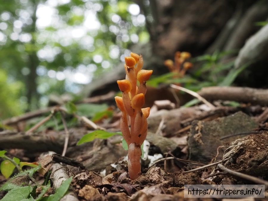 ヒメノヤガラの蕾