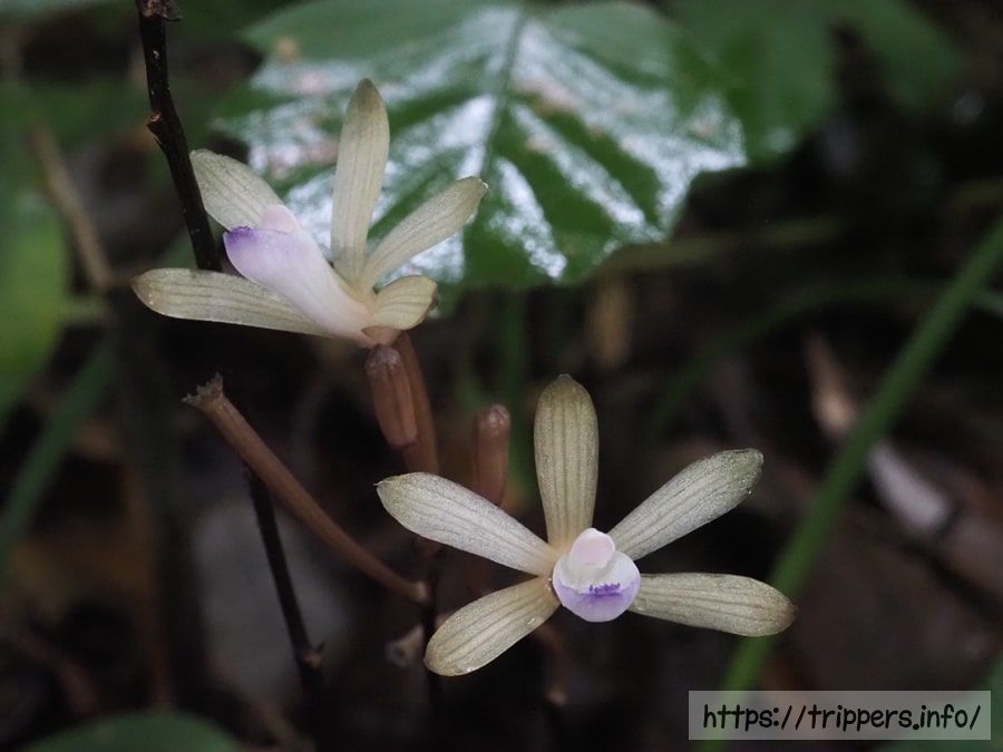 トサノクロムヨウラン