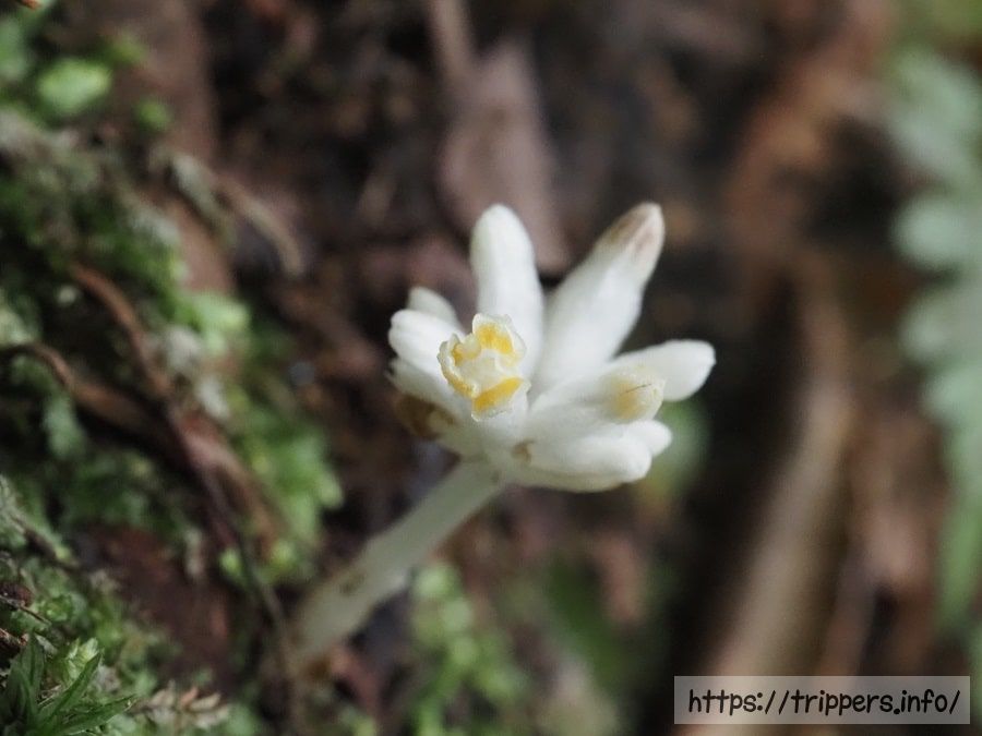 ヒナノシャクジョウの花