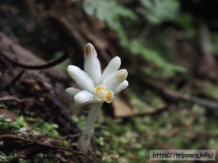 ヒナノシャクジョウの開花