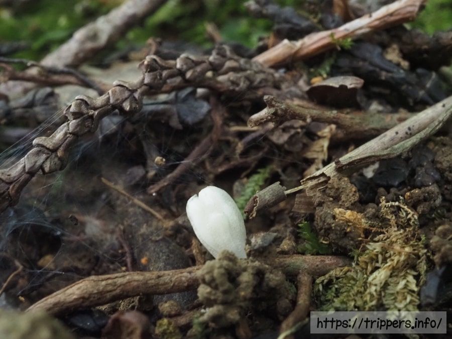 ヒナノシャクジョウの芽出し