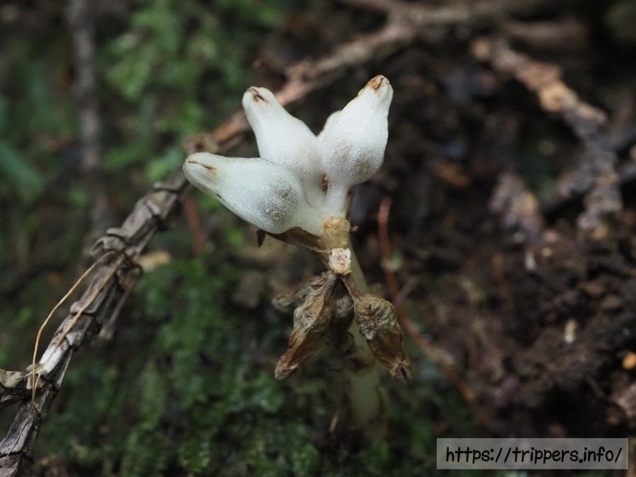 ヒナノシャクジョウ