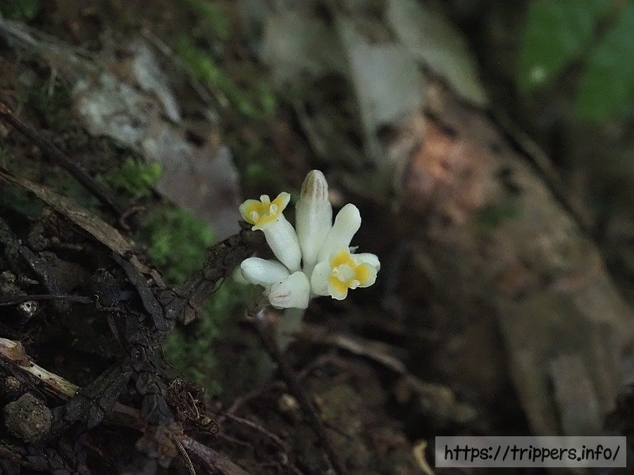 ヒナノシャクジョウ