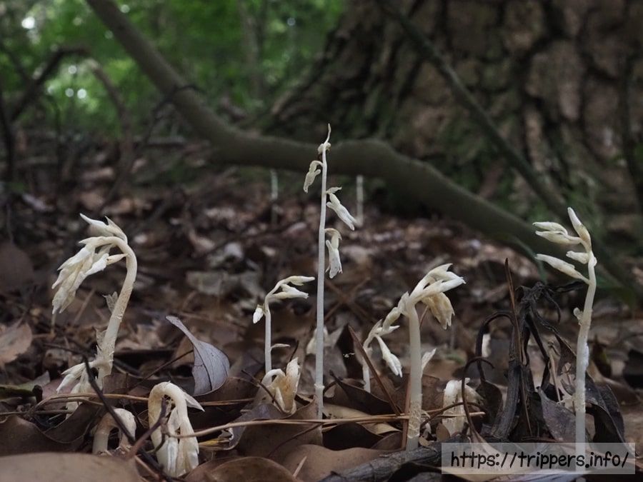 タシロランの群生