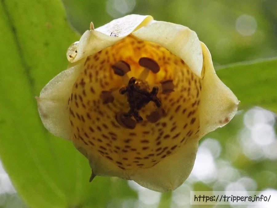 サガミジョウロウホトトギスの花
