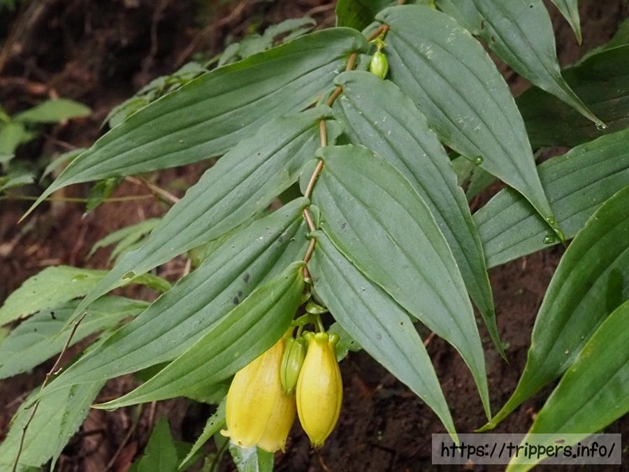 サガミジョウロウホトトギス