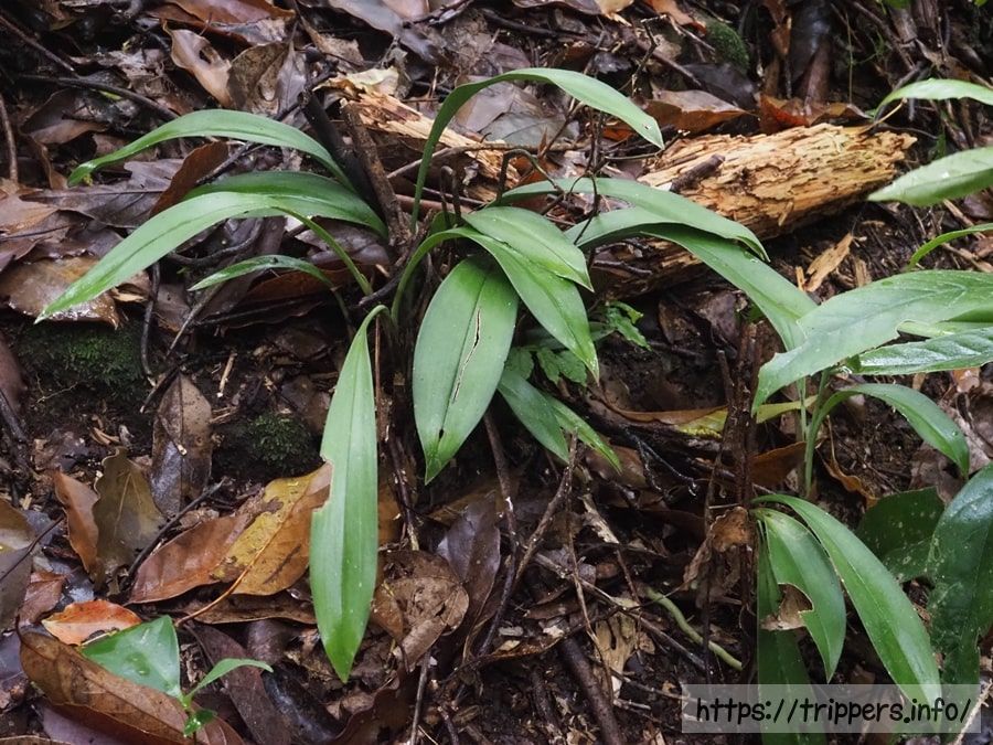 ナギランの群生