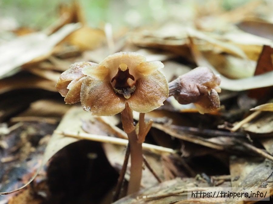 クロヤツシロラン