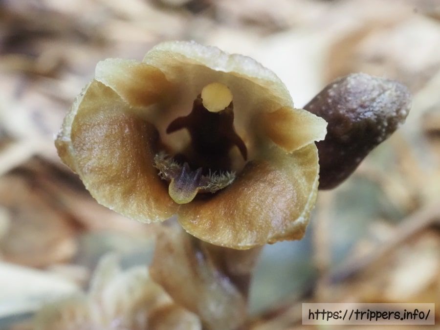 クロヤツシロラン