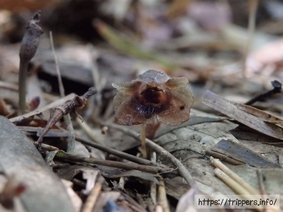 クロヤツシロラン