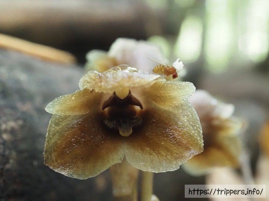 クロヤツシロランを受粉させるショウジョウバエ