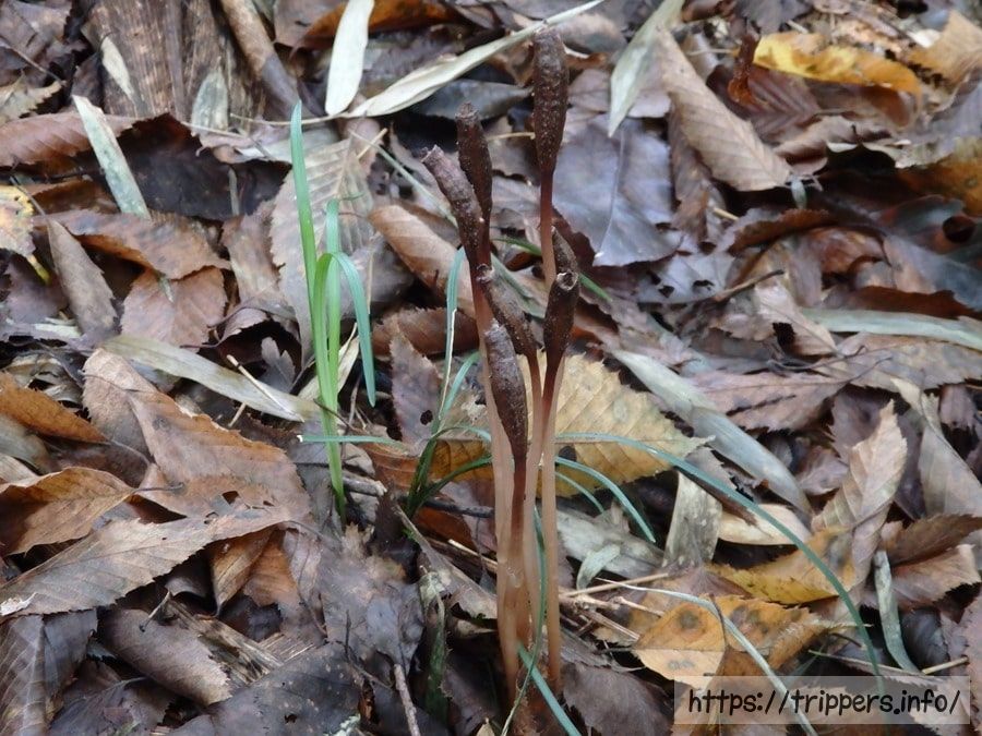 クロヤツシロラン