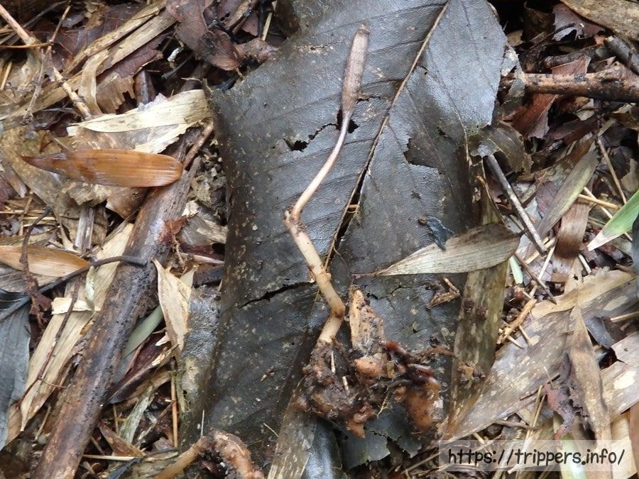 クロヤツシロラン