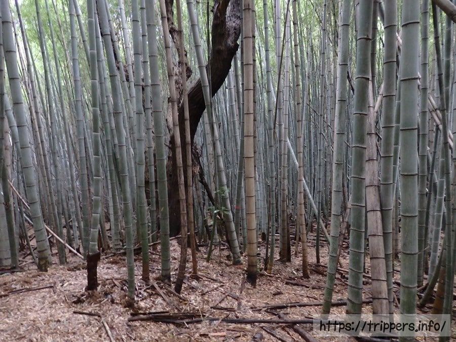 クロヤツシロラン