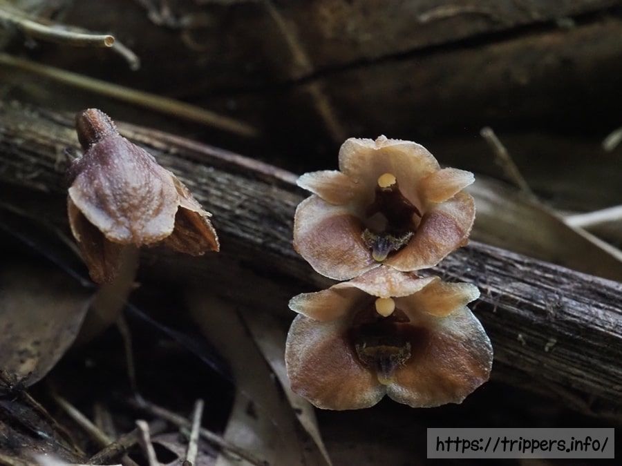 クロヤツシロラン
