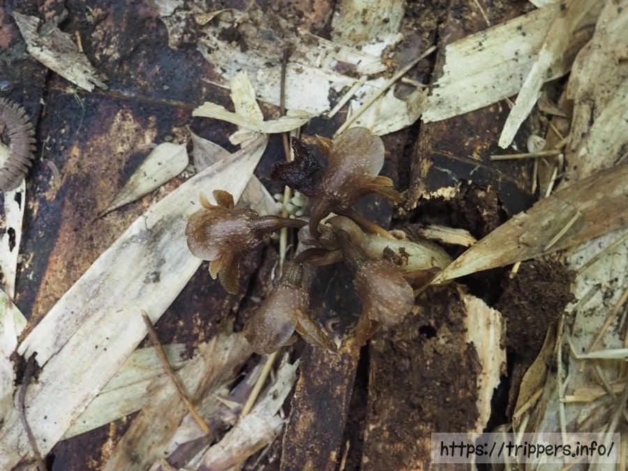 クロヤツシロラン