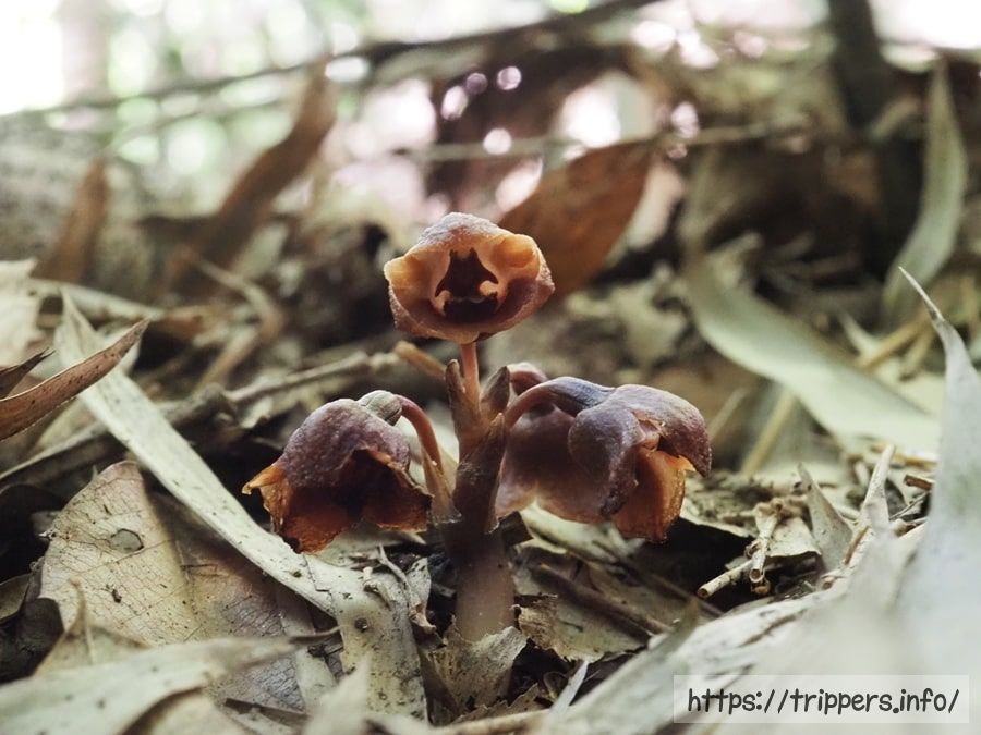 クロヤツシロラン