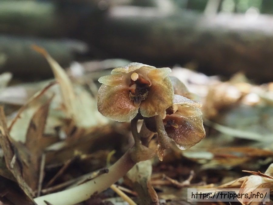 クロヤツシロラン