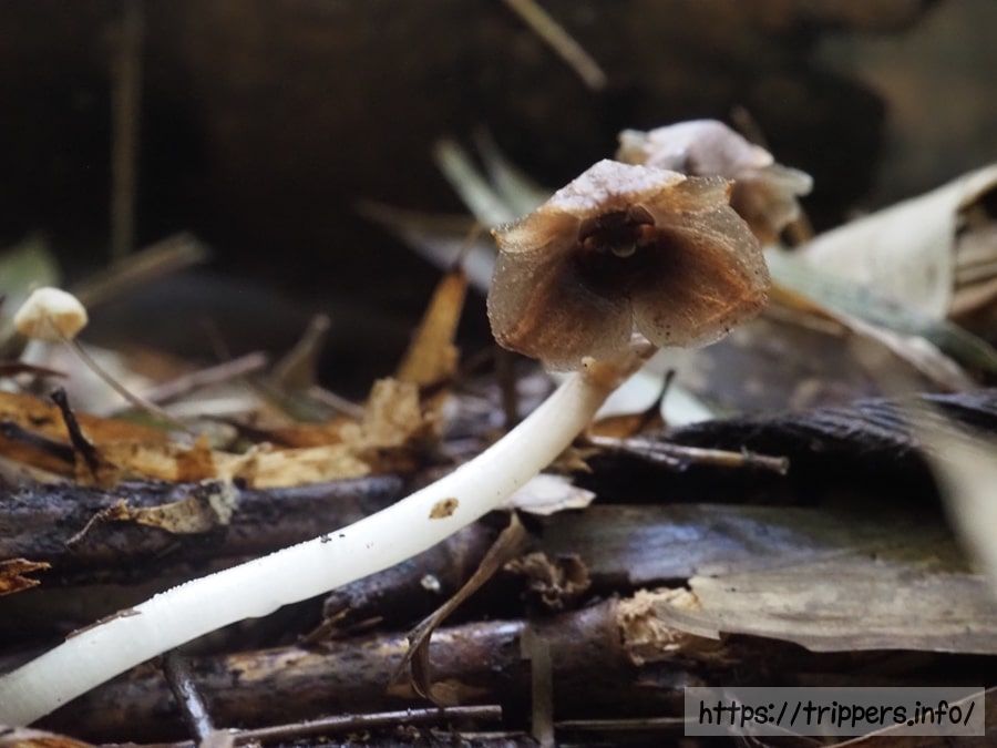 クロヤツシロラン