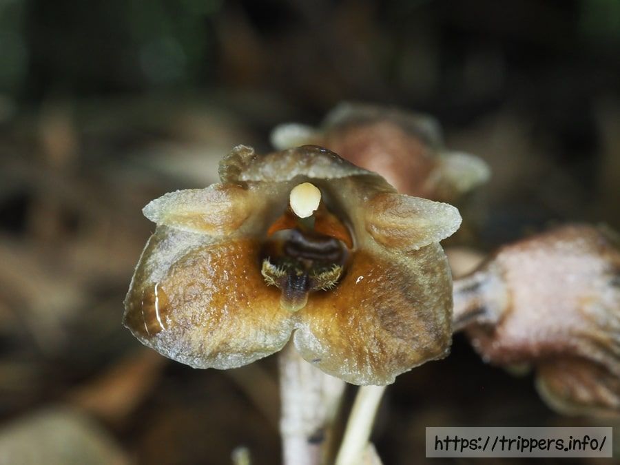 クロヤツシロラン