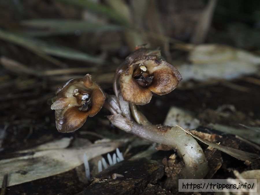 クロヤツシロラン