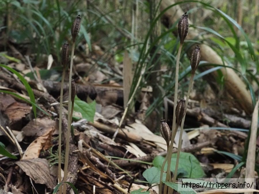 クロヤツシロラン