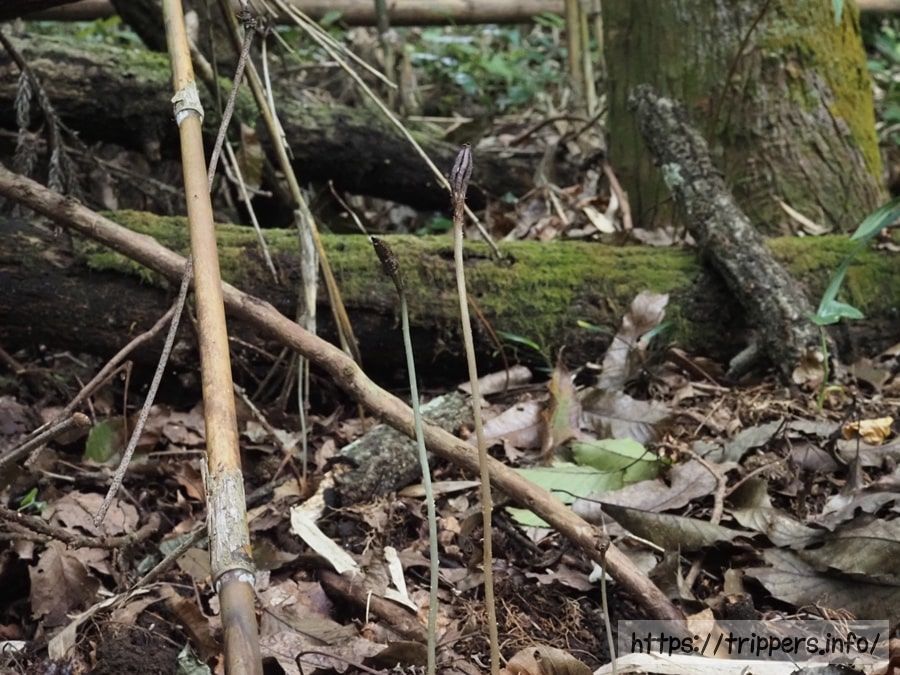 クロヤツシロラン