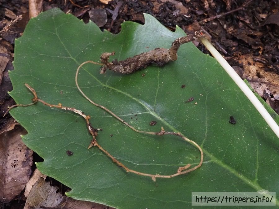 クロヤツシロラン