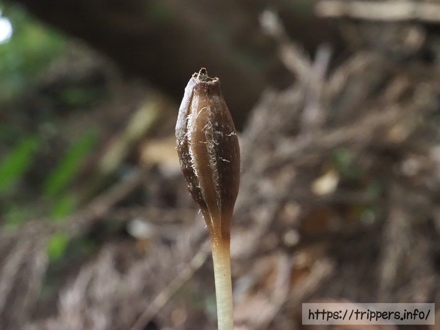 種子が飛散する直前の様子