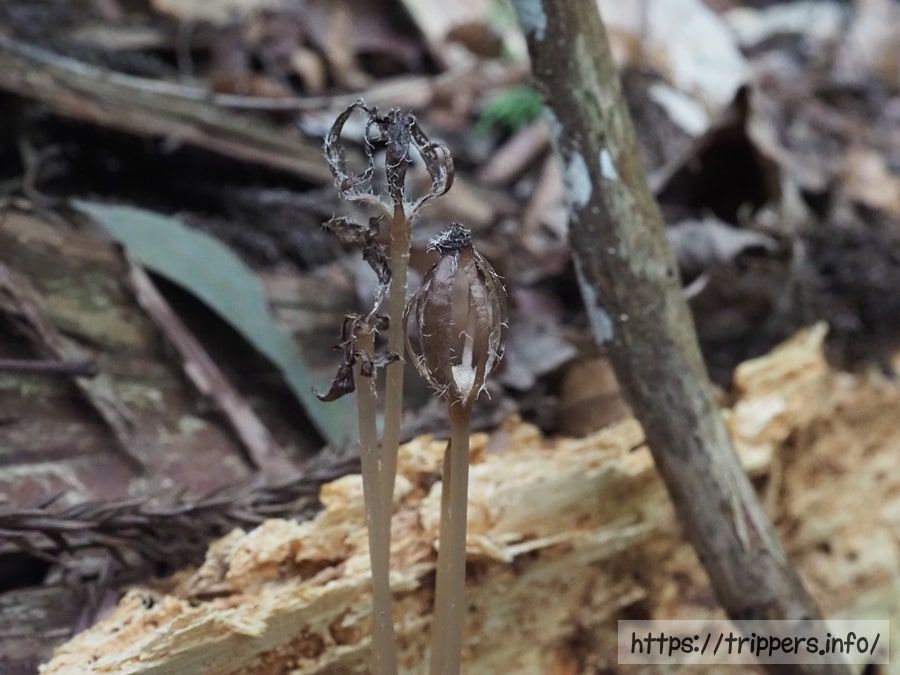 クロヤツシロラン