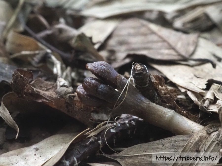 クロヤツシロランの蕾