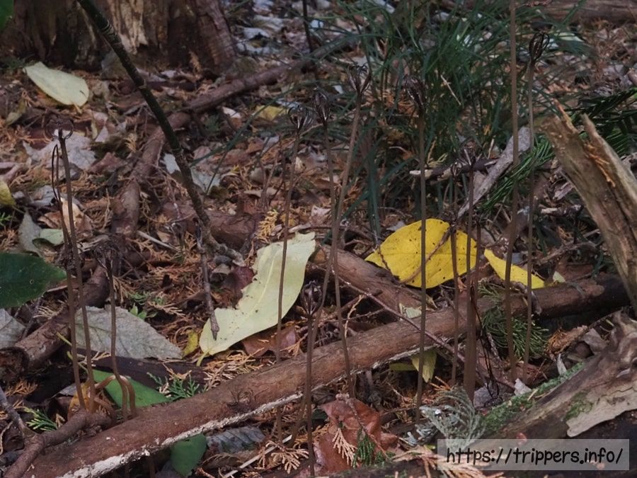 クロヤツシロラン