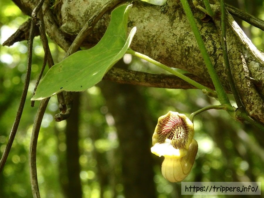 タンザワウマノスズクサ