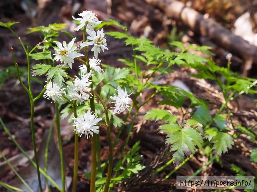 セリバオウレン