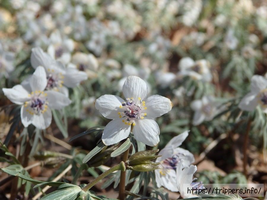 セツブンソウの花
