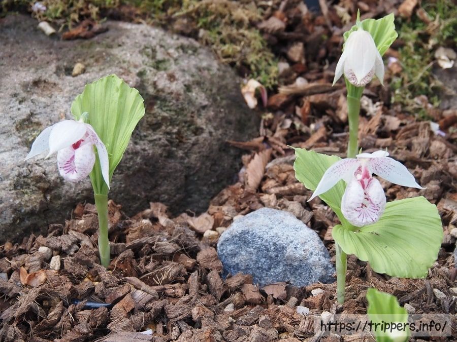 タイワンクマガイソウ