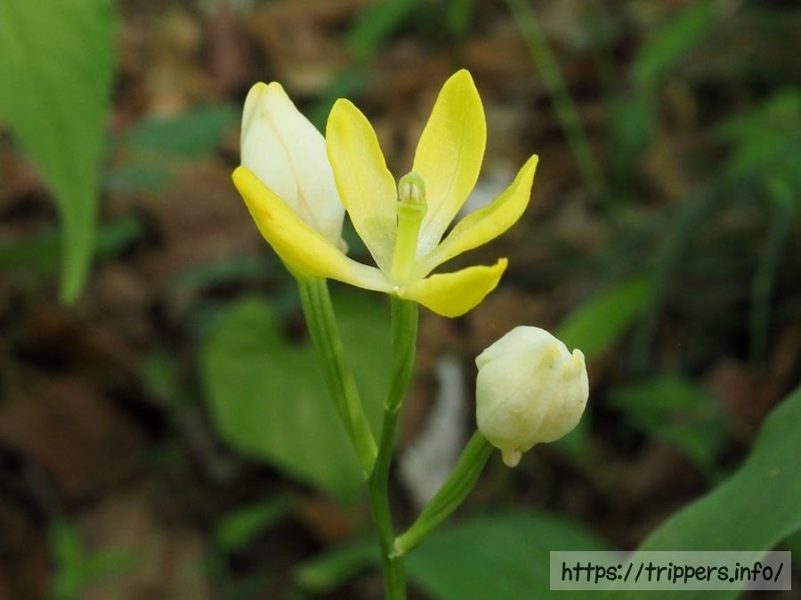 唇弁が存在しないキンラン