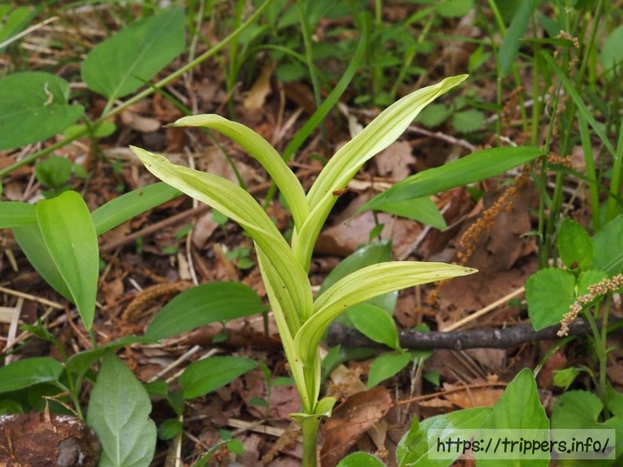 斑入りキンラン