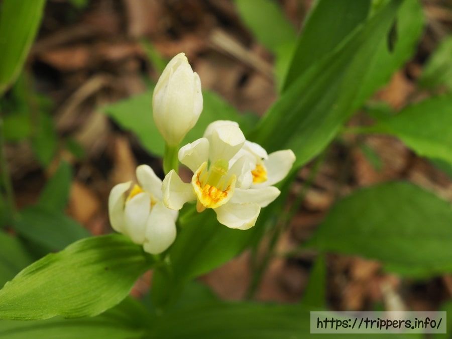 白化したキンラン