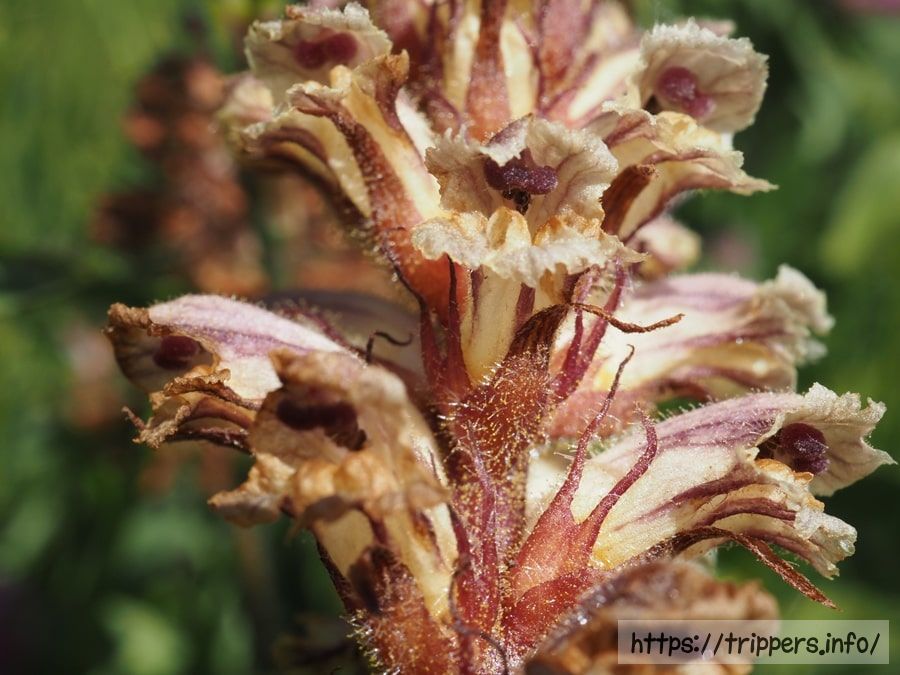 ヤセウツボの花