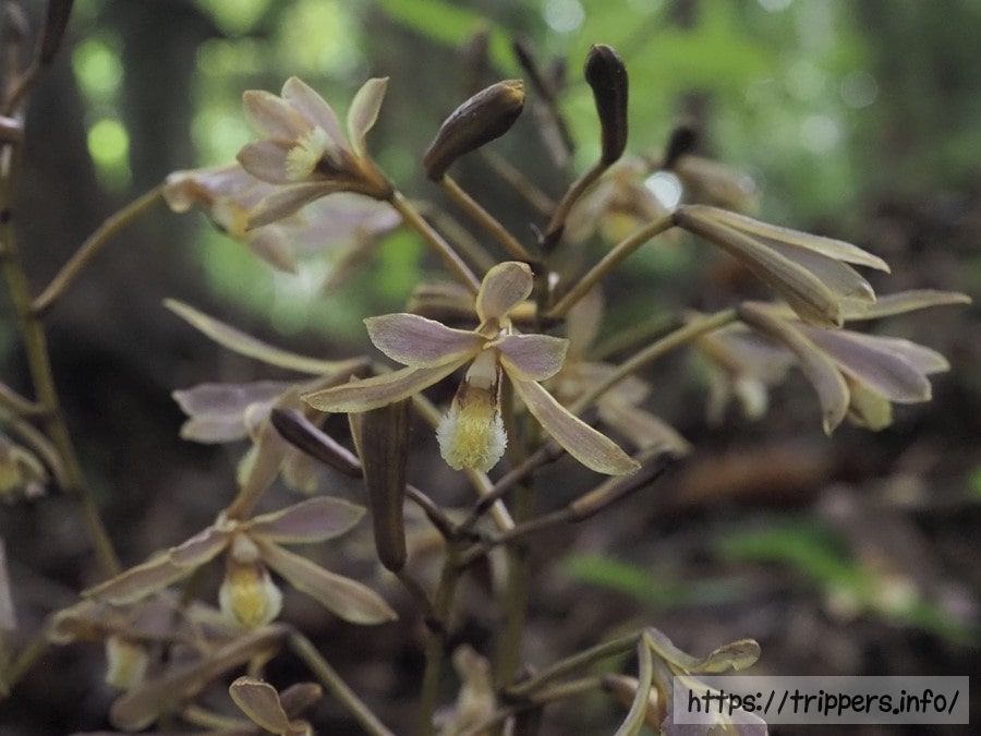 ムヨウランの花