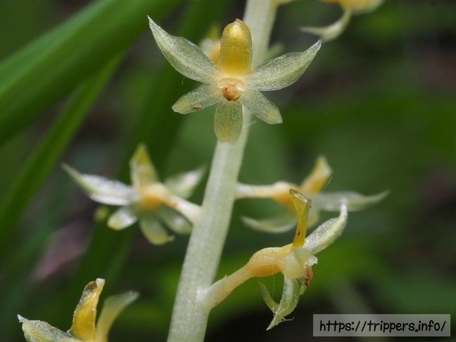 キイロヒメムヨウラン