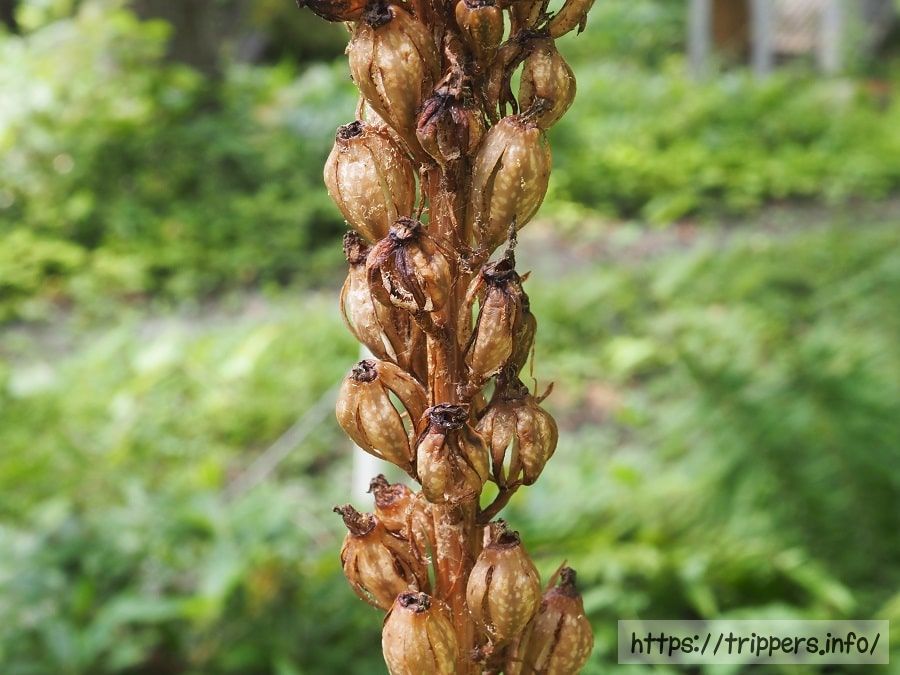 オニノヤガラの種子