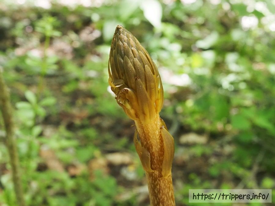 オニノヤガラの蕾