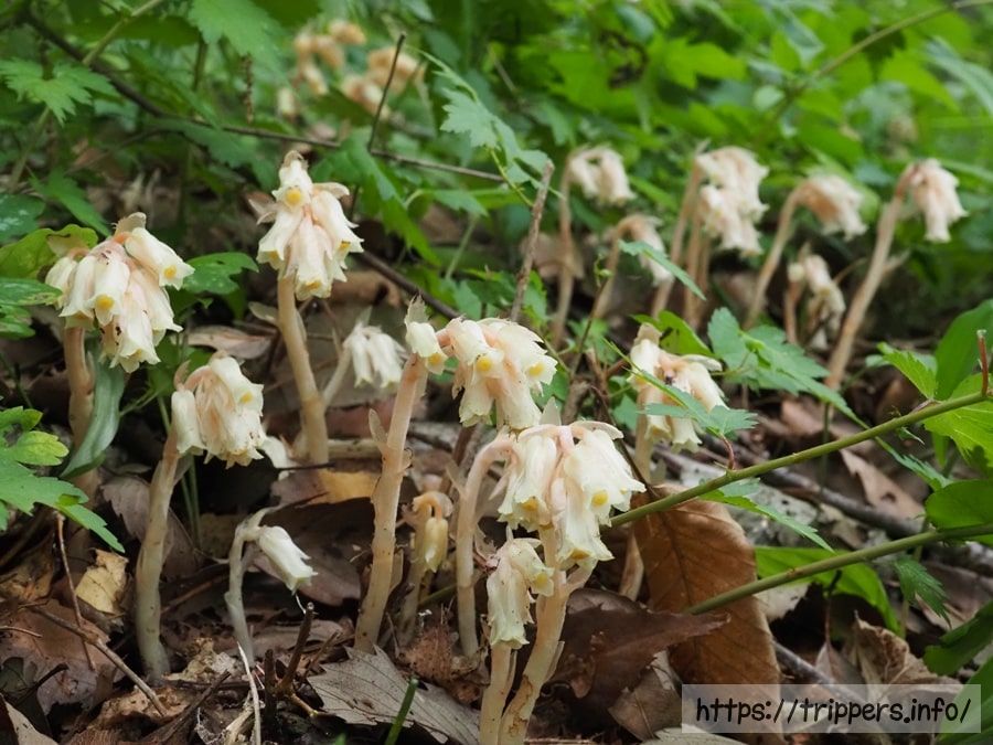 シャクジョウソウ