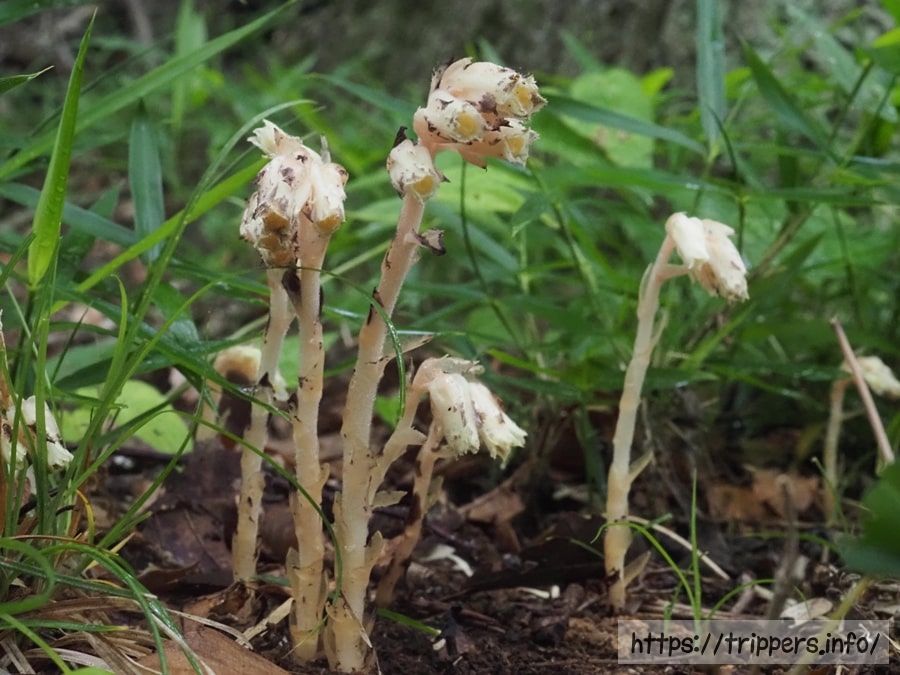 片倉城跡公園で見かけたシャクジョウソウ