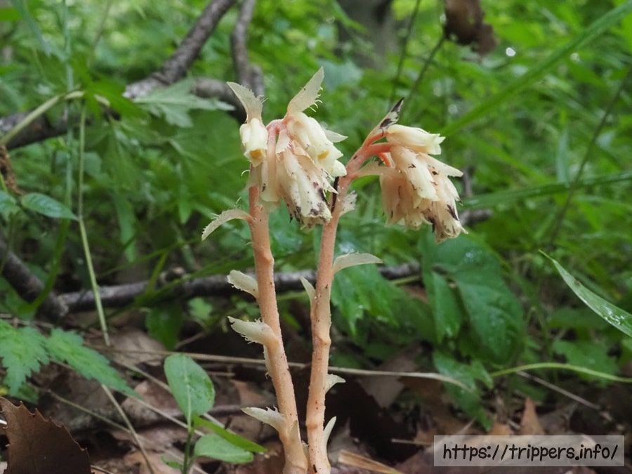 シャクジョウソウ