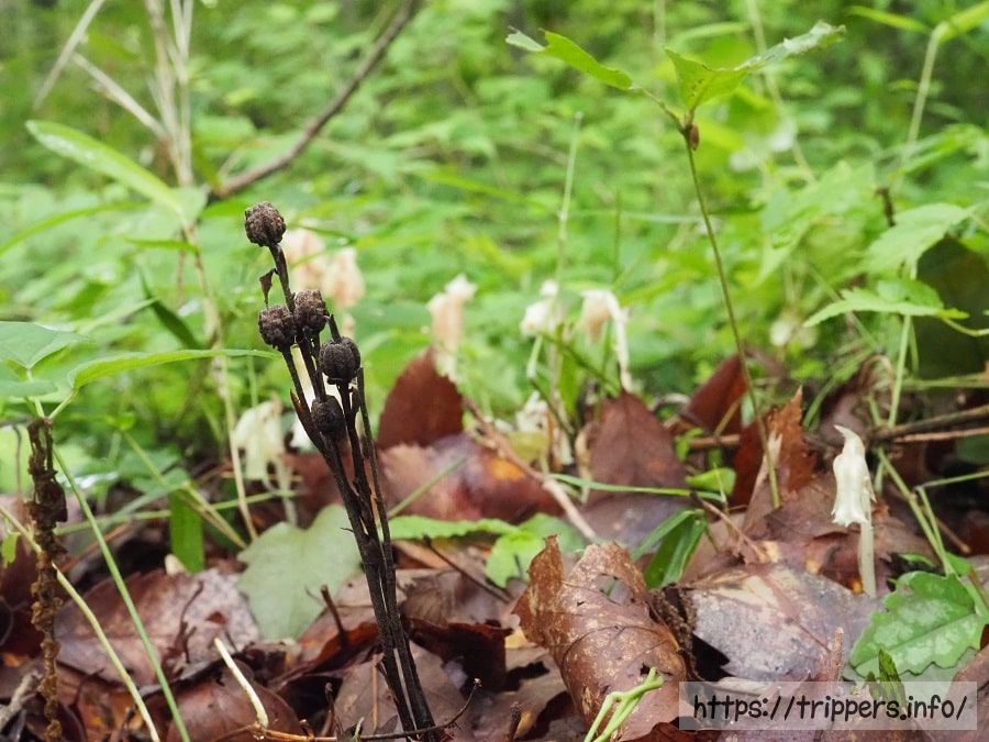 昨年結実して黒くなったシャクジョウソウ