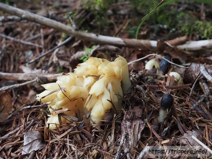 シャクジョウソウの芽出し