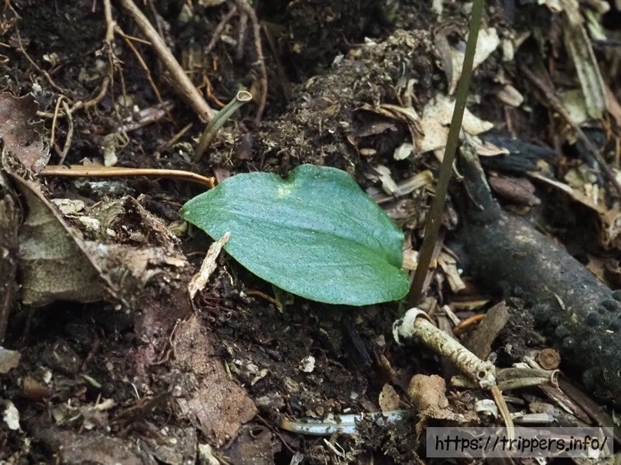 ハコネランの葉